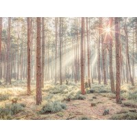 Assaf Frank - Misty forest with sunrays
