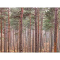Assaf Frank - Misty forest with tall trees