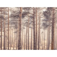 Assaf Frank - Misty forest with tall trees
