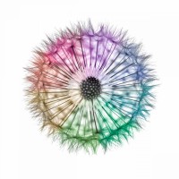 Assaf Frank - Dandelion Clock over white background
