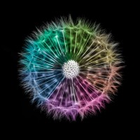 Assaf Frank - Dandelion Clock over black background