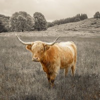Assaf Frank - Highland Cows