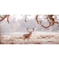 Assaf Frank - Stag in a field