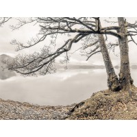 Assaf Frank - Tree by the Lake