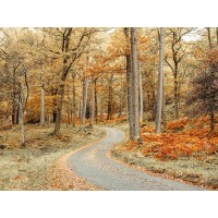Assaf Frank - Road through forest