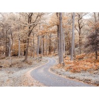 Assaf Frank - Forest path-Lake District