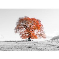 Assaf Frank - Tree on a hill
