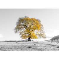 Assaf Frank - Tree on a hill