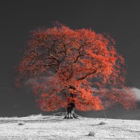 Assaf Frank - Tree on a hill-orange