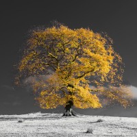 Assaf Frank - Tree on a hill-yellow-gold