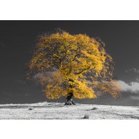 Assaf Frank - Tree on a hill-yellow-gold