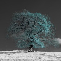 Assaf Frank - Tree on a hill-teal