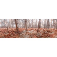Assaf Frank - Autumn forest