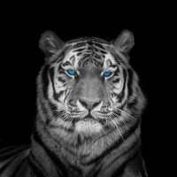 Assaf Frank - Blue eyes tiger face