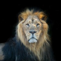 Assaf Frank - Lion face