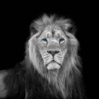 Assaf Frank - Blue eyes lion face
