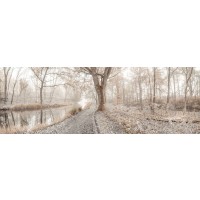 Assaf Frank - Misty forest