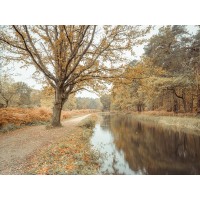 Assaf Frank - Canal through forest