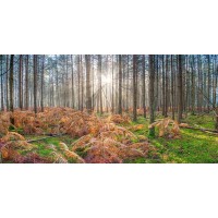 Assaf Frank - Sunrays through forest trees