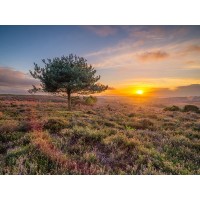 Assaf Frank - Lone tree sunset-New Forest