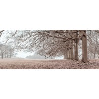 Assaf Frank - Trees in a row