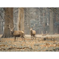 Assaf Frank - Stags in the forest