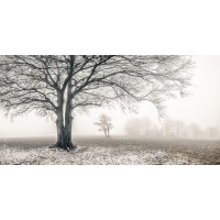Assaf Frank - Misty forest