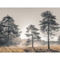 Assaf Frank - Sun trough trees