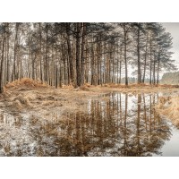 Assaf Frank - Forest reflections