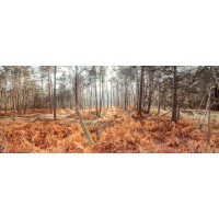 Assaf Frank - Autumn forest