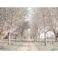 Assaf Frank - Pathway through forest