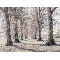 Assaf Frank - Pathway through forest