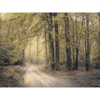 Assaf Frank - Pathway through forest