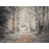 Assaf Frank - Pathway through forest