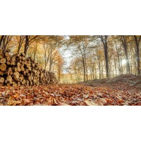 Assaf Frank - Stack of tree logs in autumn forest