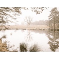 Assaf Frank - Misty trees around a lake