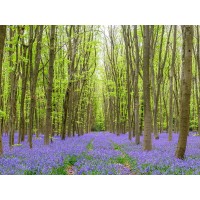 Assaf Frank - Bluebell wood path