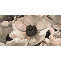 Assaf Frank - AF20111223 Anemone 008C18