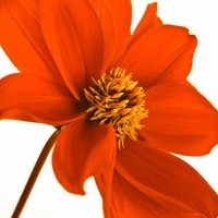 Assaf Frank - AF20110714 Dahlia 106C03