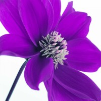 Assaf Frank - AF20110714 Dahlia 106C05