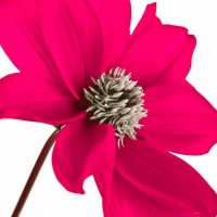 Assaf Frank - AF20110714 Dahlia 106C13
