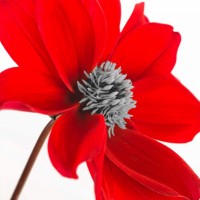Assaf Frank - AF20110714 Dahlia 106C15