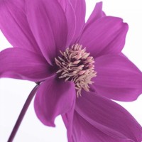 Assaf Frank - AF20110714 Dahlia 106C16