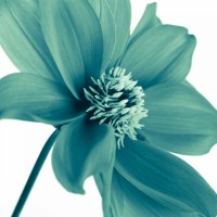 Assaf Frank - AF20110714 Dahlia 106C11