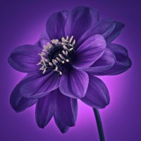 Assaf Frank - AF20110818 Dahlia 045C11