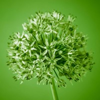 Assaf Frank - AF20100605 Alliums 151C09