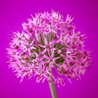 Assaf Frank - AF20100605 Alliums 151C10