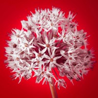 Assaf Frank - AF20100605 Alliums 157 RedC03