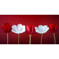 Assaf Frank - AF20120424 Tulips 351C12