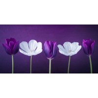 Assaf Frank - AF20120424 Tulips 351C13